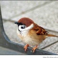 작은새 (김정호)