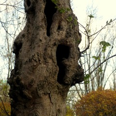 Mówiące Oczy Drzew (Talking Eyes Of The Trees)
