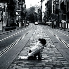 Roco Remolacha - Cosa Custode & Los Kamikaze 2017