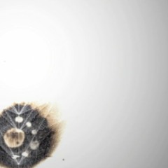 chapel - "say what you feel"