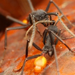 PODCAST: Sensing the team