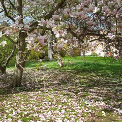 Le vie en Rose- Edith Piaff (1'30 Cover)