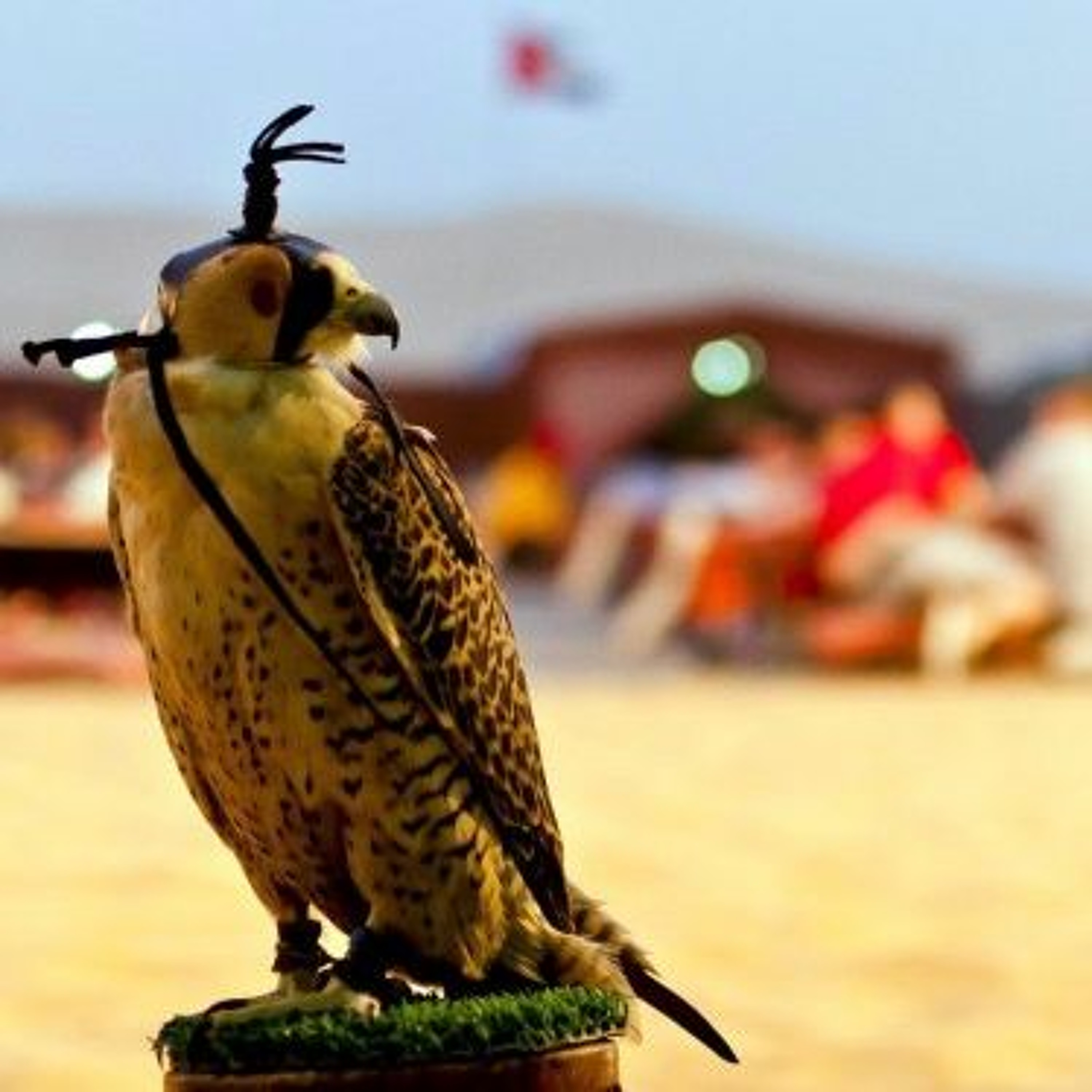 The Falcon Genome Project  Diversity, Population Structure And Local Adaptation episode artwork