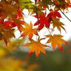 Let go  of the fallen leaves 🍃 13Love