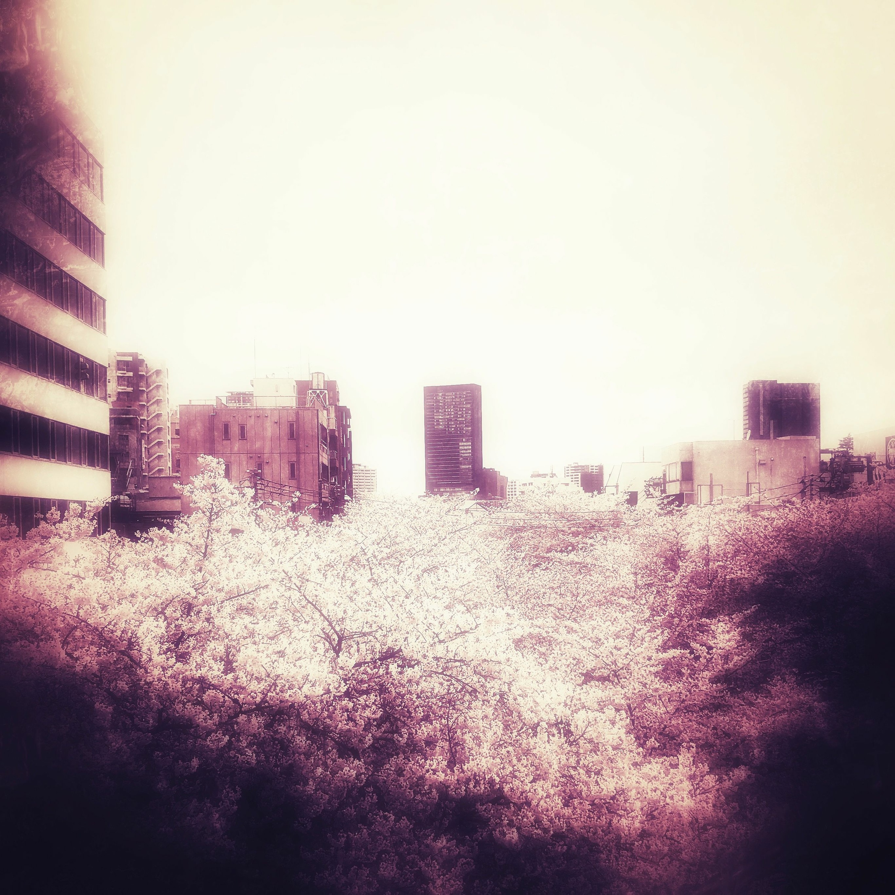 kaolu_euphony