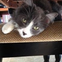 Schwee-Step Volume 1