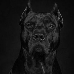 ZULLU O PIT SEM COLEIRA KKKKK