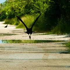 Episode 21 - Sharp - Shinned Hawk Alarming With Black Vultures