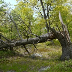 If a Tree Falls
