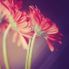 تلاوة هادئة من سورة الواقعة - بصوت القارئ الشيخ عبدالرحمن دمشقية