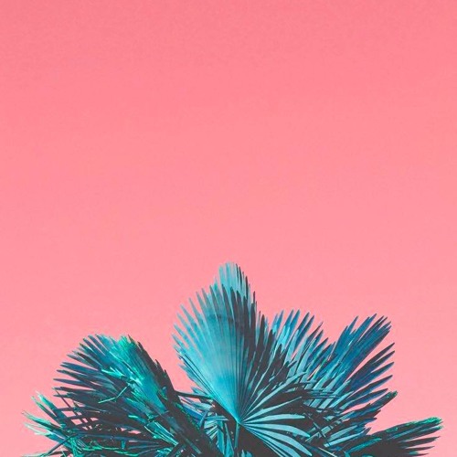 cciv & sofocle - palms