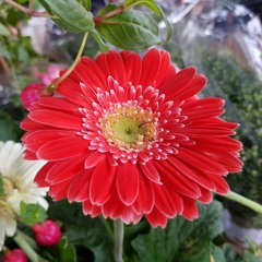 طوبى لهم ♥ 🌸