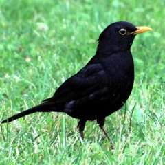 Spring Forest - Blackbird Song - Bird Singing- Chirping - 3 Hours of Relaxing Nature Sounds