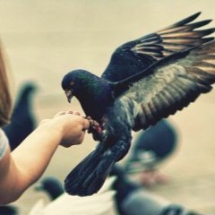 ख़याल Parinde -song of soul