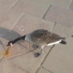SIPPIN LEAN WITH MY GOOSE