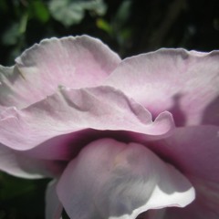 LA ROSE 3.O5.2017