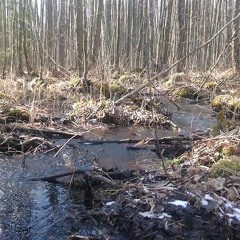 Birds in flooded forest