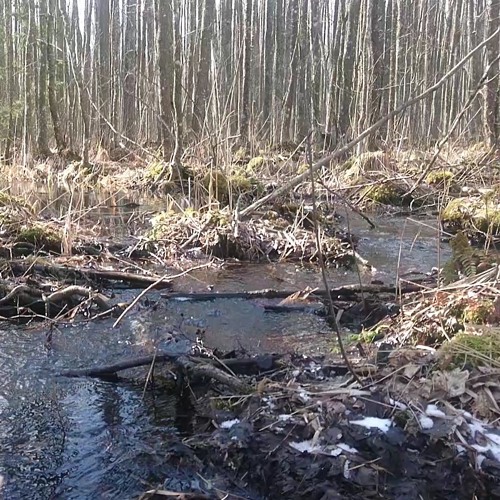 Birds in flooded forest