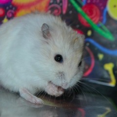 A hamster in space