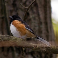 Mike Rowland - Little Bird