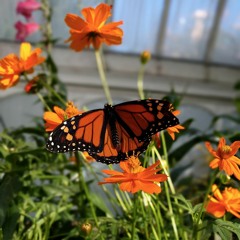 Butterfly Lounge