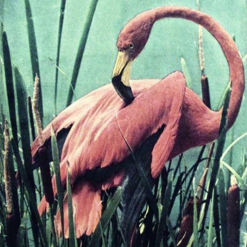 ▲Flamingos▲