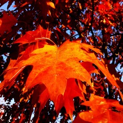 Una Tarde De Otoño