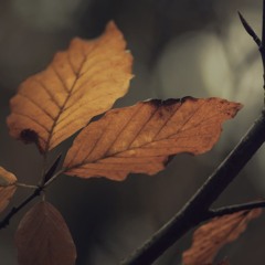 Just Can't Get Enough