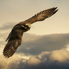 Степной орёл (Steppe Eagle)
