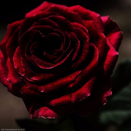 When the Rose Is Faded