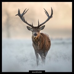 Roaring Stags Sound Library Preview