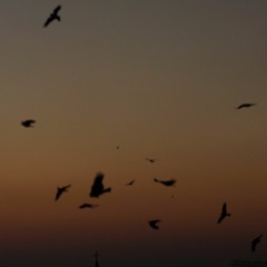 His head shook - part. IV