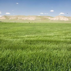 Grassland