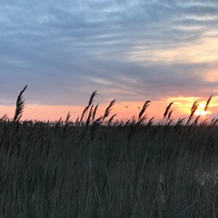 International Dawn Chorus Day 2017 - Cley Marshes