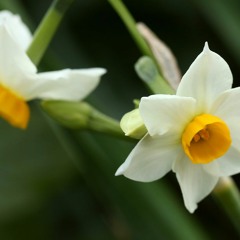 Suisen(Narcissus)
