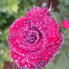 وِدٌ مِنكَ يُطِل