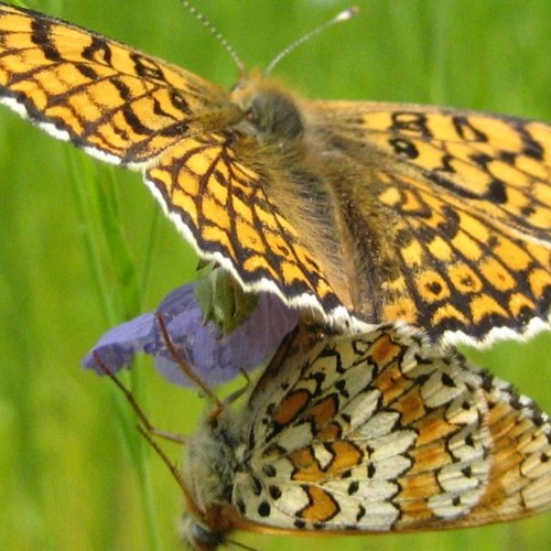 Kitusai-CAAt Claw : "Le Papillon"