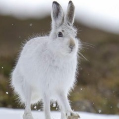 Le Lièvre Blanc