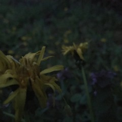 sevenone.sick [mostly explicit]