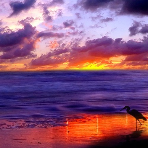 Stream Dawn chorus RmXV2 by Merr0w Listen online for free on SoundCloud