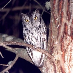 Western Screech owl in Paso Robles, California August 1999