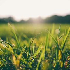 The "Grass" Playlist | 💨🍃