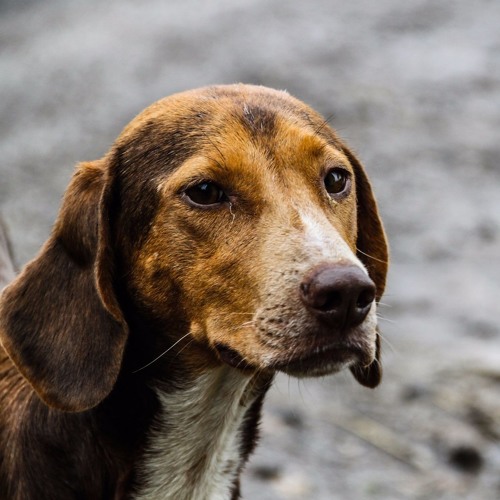 Are Animal Rights Islamic