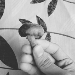 Poacher's Pride by Nicole Dollanganger (Cover)