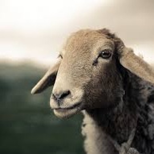 Pink Floyd - Sheep ( Armando Letico Wolf Edition)