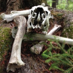 Doctor Digital - Thirteen