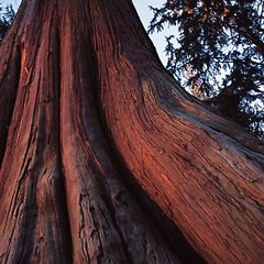 Becoming A Cedar