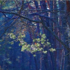 Песня про зайцев