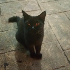 Magenta - Nano (cover by Rina)