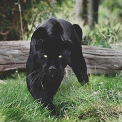 Eyes Of A Black Panther